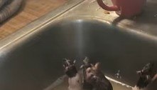 Americana cria 50 ratos dentro de casa e ainda dá banho nos pets na pia da cozinha 