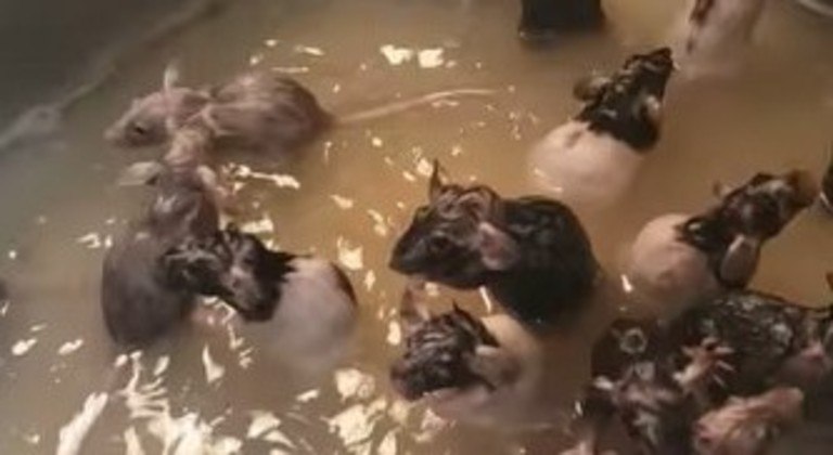 Americana cria 50 ratos e dá banho nos animais na pia da cozinha