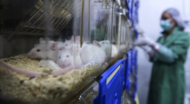 Os tecidos resultantes dessas técnicas podem ser usados para testar, por exemplo, efeitos de drogas, sem a necessidade de recorrer a animais