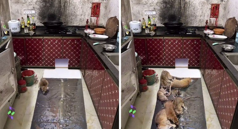 Oito ratos morreram grudados e em agonia na armadilha colocada na cozinha