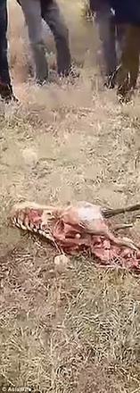 Real? Fóssil de dragão de 9 metros é encontrado em deserto na África -  Fotos - R7 Hora 7