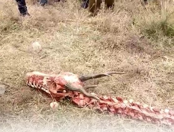 Real? Fóssil de dragão de 9 metros é encontrado em deserto na África -  Fotos - R7 Hora 7