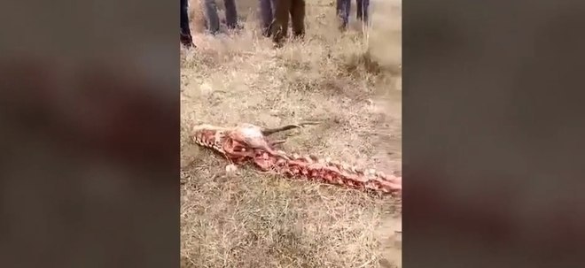 Real? Fóssil de dragão de 9 metros é encontrado em deserto na África -  Fotos - R7 Hora 7