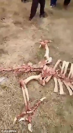 Real? Fóssil de dragão de 9 metros é encontrado em deserto na África -  Fotos - R7 Hora 7