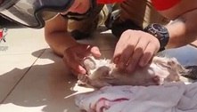Vídeo: bombeiro faz respiração boca a boca e salva filhote de gato no Distrito Federal