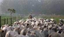 Após dois anos de queda, abate de bovinos cresce no 1º trimestre
