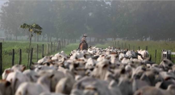 Abate de bovinos chegou a 6,96 milhões de cabeças no 1º trimestre