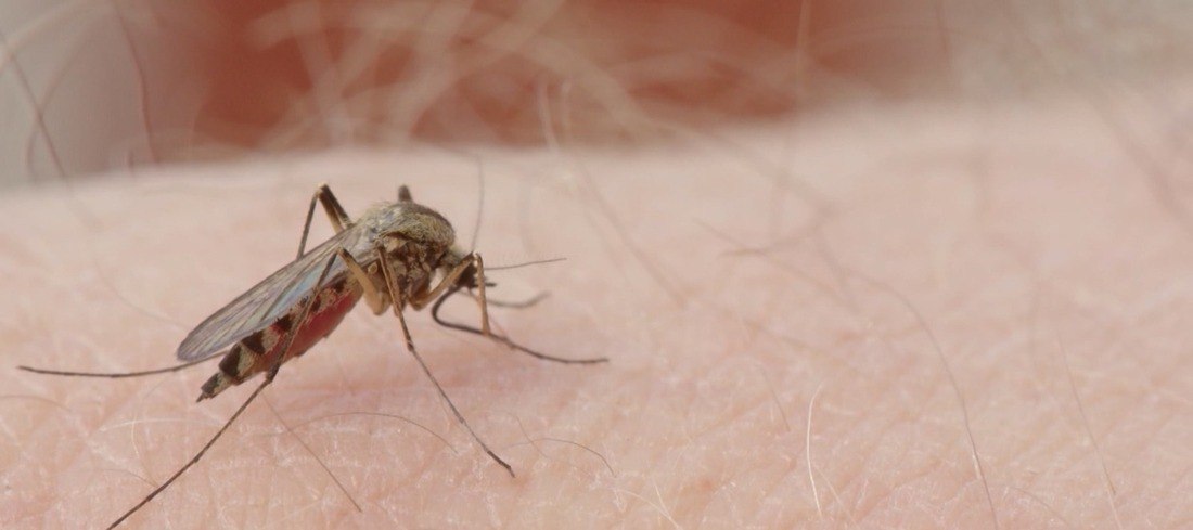 Brasil ultrapassa 1 milhão de casos prováveis e registra 214 mortes por dengue em 2024 (Reprodução/Record TV Brasília)