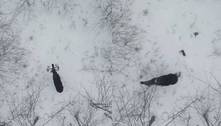 Registro raro: fotógrafo filma momento que alce perde ambos os chifres no meio da neve