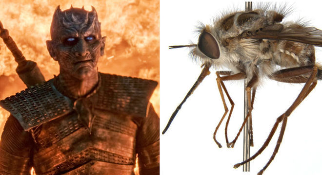 O vilão de Game of Thrones compartilha várias semelhanças com a recém-descoberta mosca 