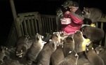 Este é James Blackwood, um senhor canadense que alimenta pelo menos 25 guaxinins diariamente com diversos petiscos