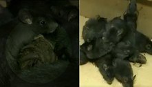 Rei dos ratos: fenômeno raro deixa 13 roedores unidos pelas caudas