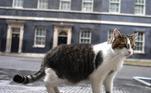 Larry the cat who lives at 10 Downing Street ahead of Prime Ministers Questions at Parliament in London, Britain, 10 June 2020. Johnson is expected to announce the re-opening of business as part of his easing the lockdown due to the coronavirus pandemic. (Abierto, Reino Unido, Londres) EFE/EPA/NEIL HALL