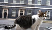 Gato 'caçador de ratos' oficial do governo britânico espanta raposa de residência oficial; assista