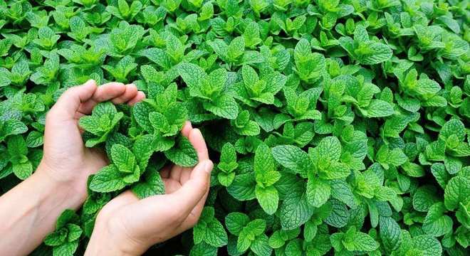 Remédios caseiros para espinha - receitas para acabar com o problema