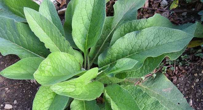 Remédios caseiros para espinha - receitas para acabar com o problema
