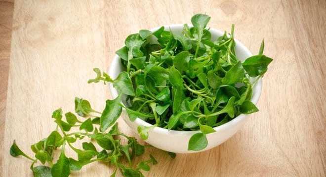 Remédios caseiros para espinha - receitas para acabar com o problema