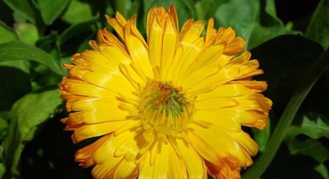 Remédios caseiros para espinha - receitas para acabar com o problema