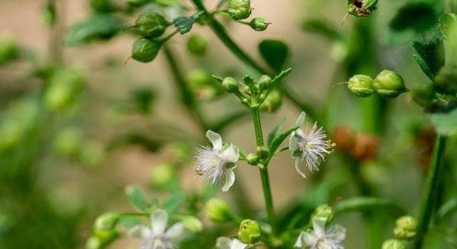 Remédios para asma - soluções fármacas e caseiras para o problema