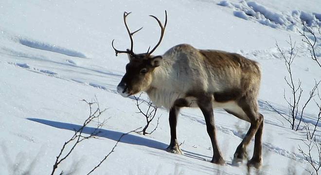 Os habitantes do Ártico tiveram que aproveitar o pouco que a natureza oferecia, e as renas eram uma fonte crucial de alimento