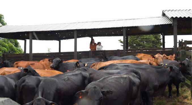 No Sul do país,  quadrilhas especializadas em roubo de gado amedrontam produtores rurais