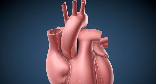 De acordo com os pesquisadores, é por isso que ataques cardíacos ocorrem praticamente só em humanos