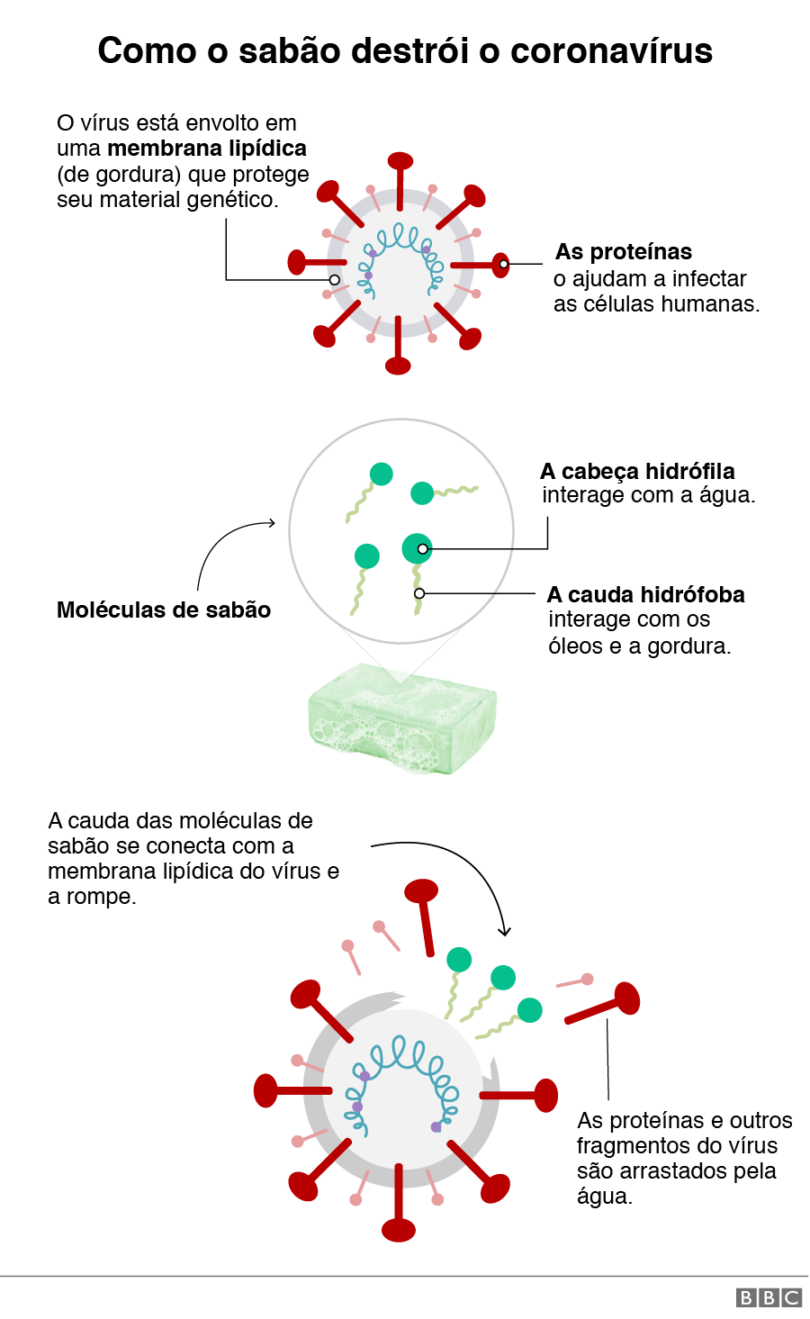 Representação gráfica de como o sabão destrói o coronavírus