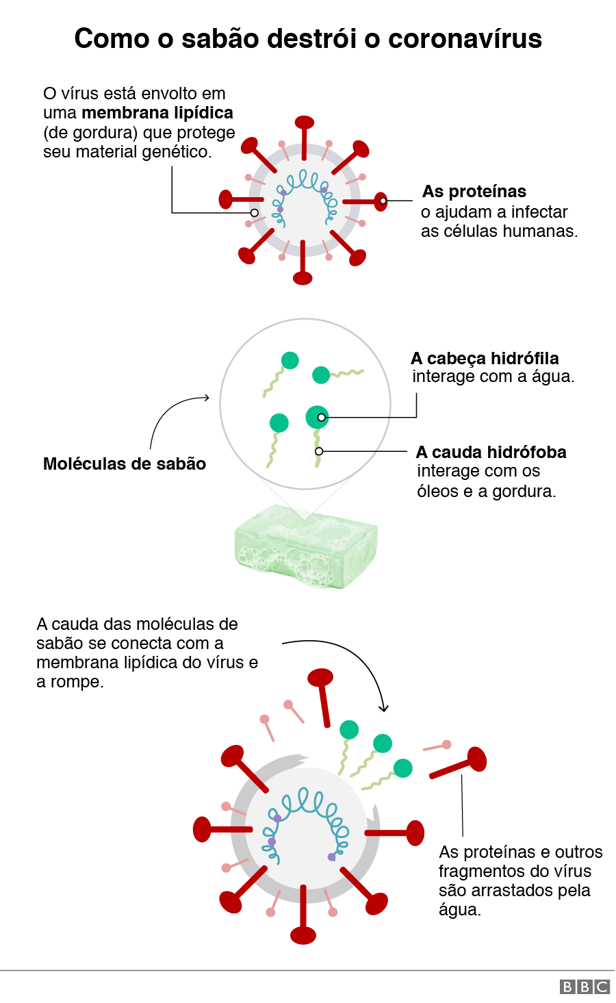 Representao grfica de como o sabo destri o coronavrus