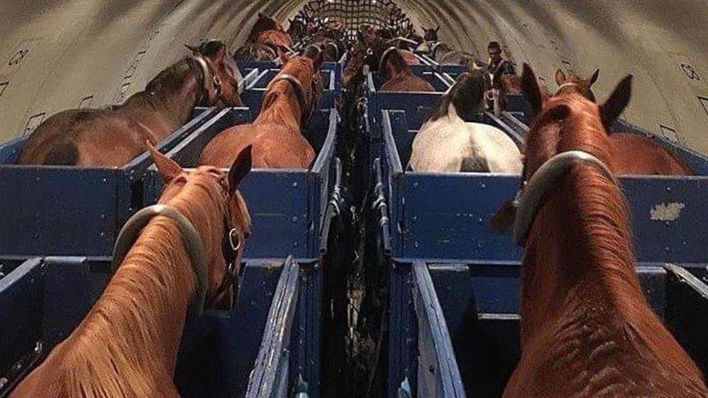 A horse escapes and has a crisis on board, causing the plane to throw away 20 tons of fuel and return to the airport – News