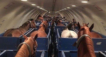 Cavalo escapa, sofre crise a bordo e faz avião jogar fora 20 toneladas de  combustível e voltar a aeroporto - Notícias - R7 Internacional