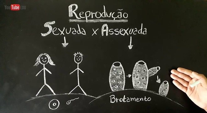 Reprodução Assexuada O Que é Definição Tipos E Como Funcionam 9886