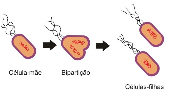 Reprodução assexuada - quais os tipos e como funciona