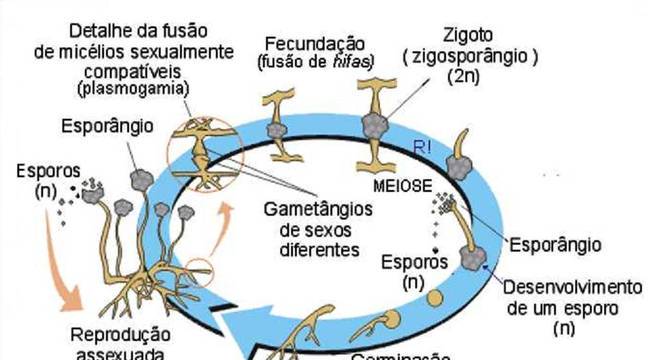 Reprodução assexuada - quais os tipos e como funciona