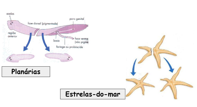 Reprodução assexuada - quais os tipos e como funciona