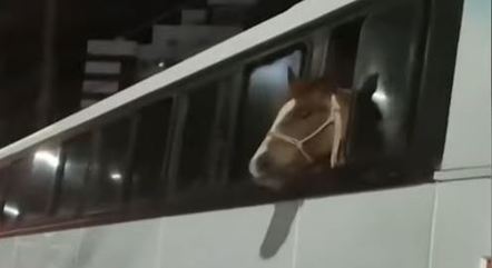 Transporte irregular de cavalo está sujeito a multa