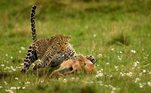 A vice-campeã foi essa foto de uma fêmea de leopardo que corre atrás da caça para a família. Intitulada A surpresa do leopardo, a foto congela no tempo a tentativa fútil de um antílope de não se tornar presa enquanto uma mãe leopardo está determinada a alimentar seu filhote. Os leopardos não costumam caçar durante o dia, mas o choro do filhote significava que a fêmea precisava tentar. Os antílopes não são fáceis porque se adaptam e se camuflam no ambiente. O fotógrafo lembrou que a mãe leopardo precisou de quatro tentativas para matar a presa