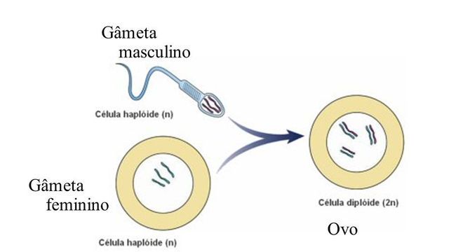 Reprodução sexuada, o que é? Definição, classificação e como funciona