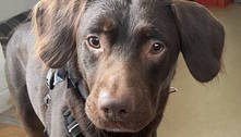 Labrador perde amigo canino para alcoolismo e se torna primeiro cão a tratar o vício no Reino Unido