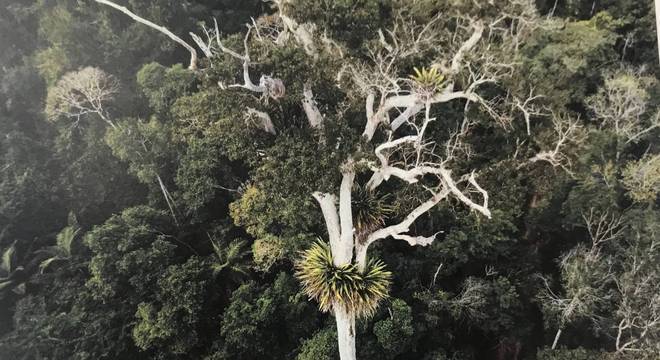 Colar de bromélias em torno de árvore na Reserva Natural Vale, em Linhares, no Espírito Santo 