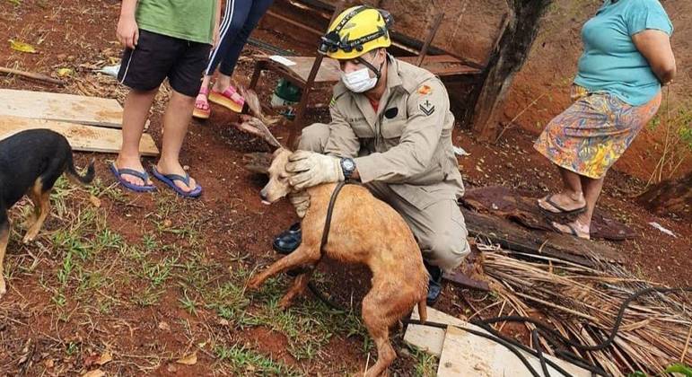 Cão Ferrugem colaborou com os bombeiros para sair da fossa
