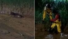 Cachorro é resgatado em SP após ficar atolado em lama por dois dias