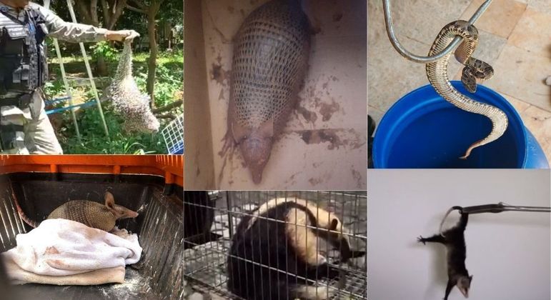 Animais silvestres foram resgatados em sete regiões do DF