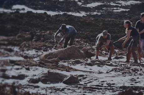 Brumadinho: animais são resgatados da lama