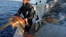 Imagens chocantes! Pescadores salvam tartaruga de ser devorada por tubarão