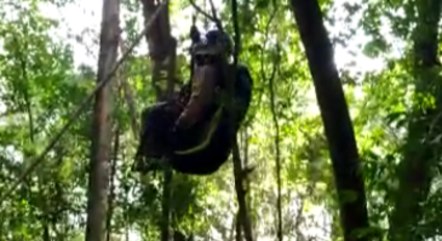 Homem ficou preso em topo de árvore de dez metros de altura 