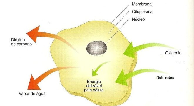 Respiração celular: como e onde ela ocorre? De que forma se dá?