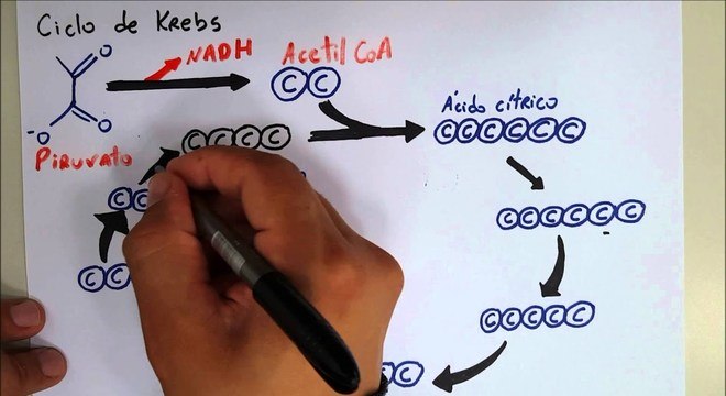 Respiração celular: como e onde ela ocorre? De que forma se dá?