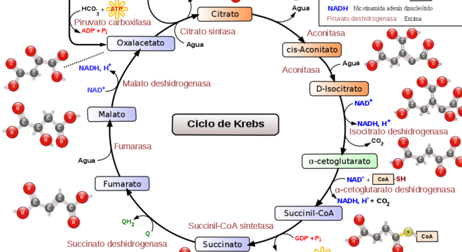 Respiração celular: como e onde ela ocorre? De que forma se dá?
