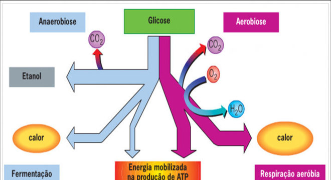 Respiração celular: como e onde ela ocorre? De que forma se dá?