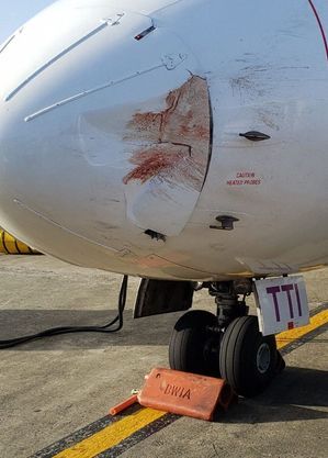 Resultado do choque com um pássaro: danos á fauna e ás companhias aéreas